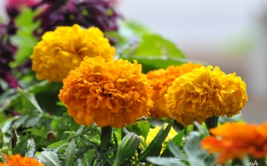 4 vị thuốc quý từ hoa ngày Tết