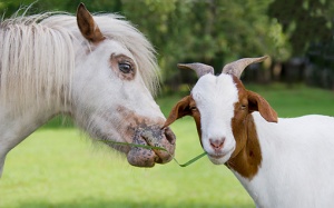 Cuộc trò chuyện giữa ngựa và dê