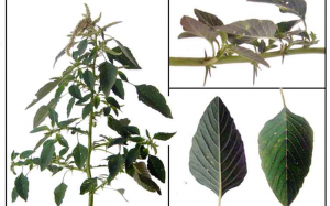 Muốn khỏi bệnh - ăn rau dền gai