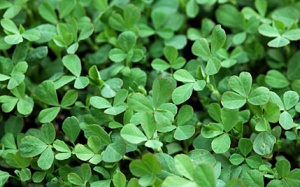 Cỏ cũng chữa đái tháo đường