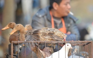 Trung Quốc phát hiện thêm 6 ca nhiễm virus cúm gia cầm H7N9