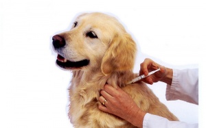 66 người tử vong vì bệnh dại trong năm 2014