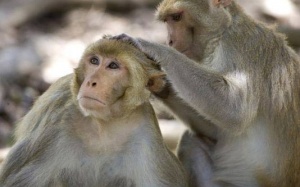 Vi khuẩn chết người thoát khỏi phòng nghiên cứu Mỹ