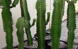 Kiêng trồng cây gì trong vườn nhà?