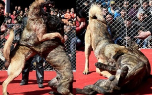 Photo: Lễ hội chọi chó đẫm máu ở Trung Quốc