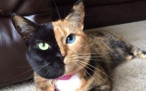 10 động vật đột biến có màu sắc khác thường