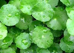 Hết sẹo lồi nhờ rau má