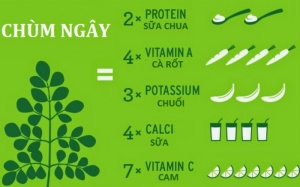 Infographic: Giá trị và công dụng của cây chùm ngây