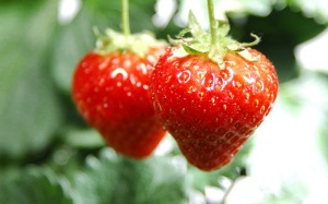 Dâu tây: Loại quả 'giàu' thuốc sâu nhất