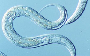 Phát hiện ung thư bằng... giun đũa