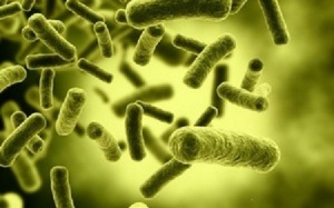 Tăng miễn dịch cho người cao tuổi với Lactobacillus gasseri TMC0356