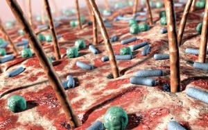 Vi khuẩn trên da có lợi hay có hại?