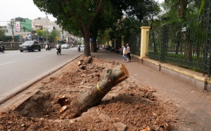 Hà Nội chặt cây rồi mới hỏi ý kiến dân?