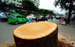 Đình chỉ hàng loạt cán bộ liên quan vụ chặt hạ cây xanh ở Hà Nội