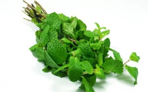 Bạc hà và những lợi ích có thể bạn chưa biết