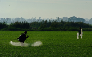 WHO: Thuốc diệt cỏ có thể gây ung thư