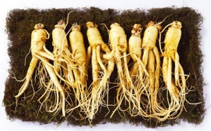 Suýt chết vì uống thuốc bổ có nhân sâm