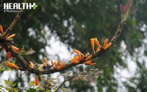 Mùa Đại Khải bung nở 