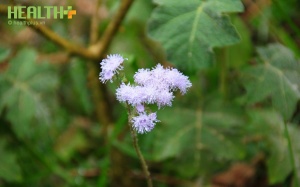 Đừng coi thường... cứt lợn