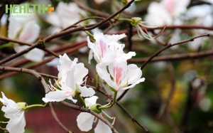 Chút Ban này còn lại... 