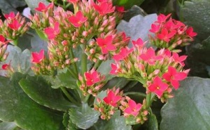 Tác dụng trị bệnh của cây lá bỏng