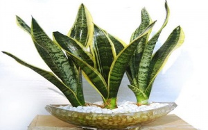 Bày cây gì để sự nghiệp thăng tiến vù vù?