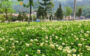 Cỏ 3 lá – may mắn và… giàu đạm