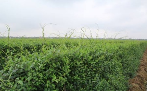 Dược liệu sạch - Hướng phát triển bền vững của doanh nghiệp