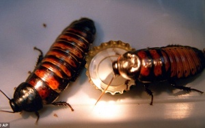 Hơn 8.000 loài vi khuẩn, côn trùng đang 'trú ngụ' trong nhà bạn