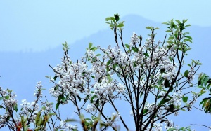 Tháng 4 - Ngắm sắc hoa trắng tinh khôi trên đỉnh Ô Quy Hồ