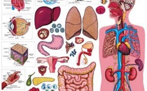 Những phát hiện 'gây sốc' về cơ thể