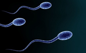 Nam giới ăn nhiều hoa quả có thể gây nguy hại đến tinh trùng?