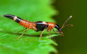 Hà Nội: Khốn khổ vì bị kiến ba khoang 'tấn công'