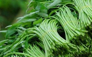 Cách nhận biết các loại rau xanh ngậm thuốc kích thích tăng trưởng