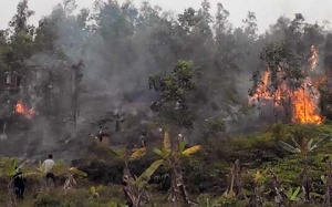 Hóa vàng ngày Thanh Minh, cháy cả ngàn mét vuông vườn đồi