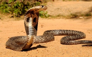 Chuyện lạ: Người đàn ông muốn kết hôn với... rắn hổ mang