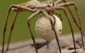 Vị thuốc từ con nhện nhà