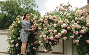 Khu vườn đẹp như mơ của người phụ nữ Huế ở Hungary