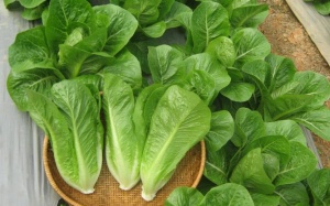 ​Nhiều nông sản bẩn “đội lốt” an toàn