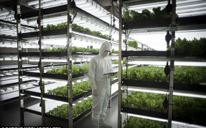 Thăm nông trại rau sạch thương hiệu điện tử Toshiba