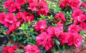 Cây đỗ quyên: Vị thuốc tốt cho chị em