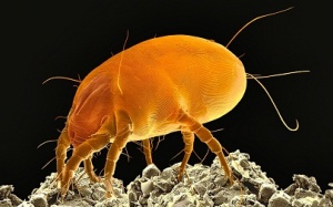 Những 'tử thần' trên giường ngủ của bạn (P1)