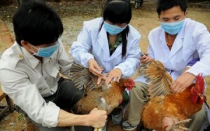 Cúm A(H5N1) tại Cần Thơ: Phòng chống cúm lây lan sang người
