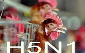 Cảnh báo dịch cúm A (H5N1) từ gia cầm lây sang người