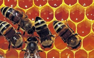 Keo ong: Tủ thuốc tự nhiên thu nhỏ