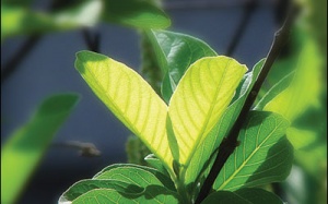 Miệng thơm tho nhờ lá ổi xanh