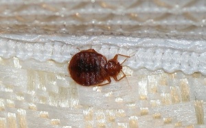 10 'tử thần' trên giường ngủ của bạn (P2)