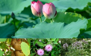 4 loại thảo dược giúp an thần, ngủ tốt