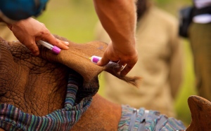 Sừng tê giác được tiêm thuốc độc để chống săn bắt trộm