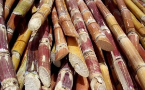 Dùng mía trị viêm họng